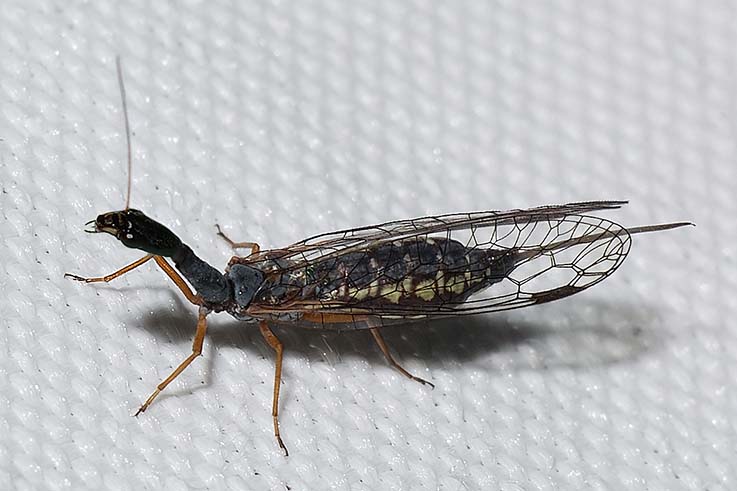 Venustoraphidia nigricollis ( ? )